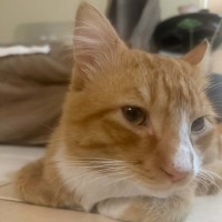 Photo of Foxy ** 2nd Chance Cat Rescue**