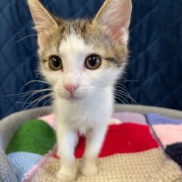 Photo of Comet