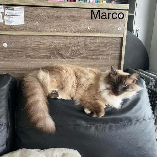 Marco and Polo - Ragdoll Cat