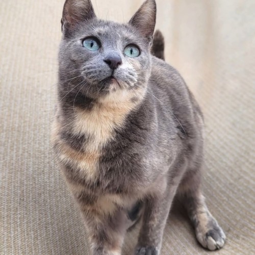 Chantel  - Domestic Short Hair (DSH) Cat