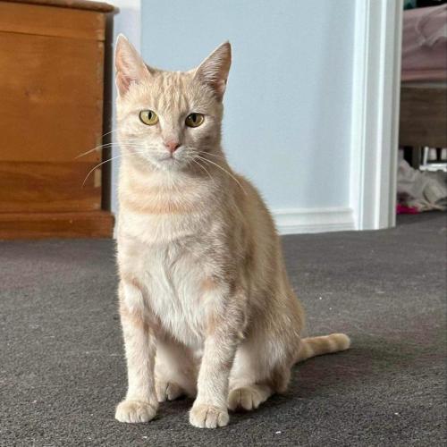 Bubbles 🥂 - Domestic Short Hair (DSH) Cat