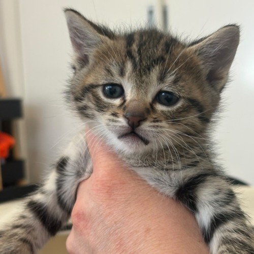 Kimchi - Domestic Short Hair (DSH) Cat