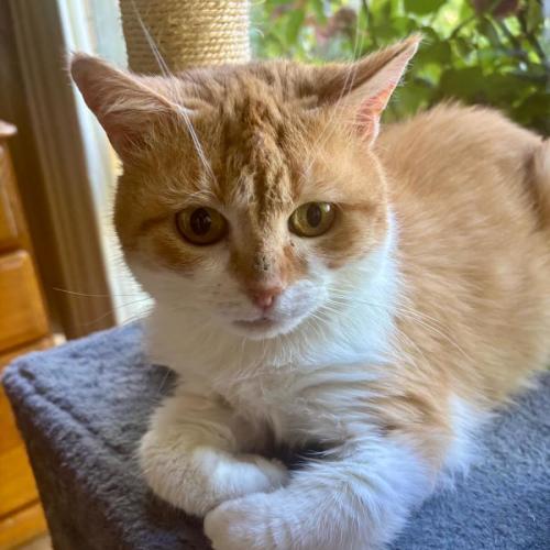 Selina - Domestic Short Hair (DSH) Cat