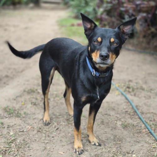 Maiko  - Australian Kelpie Dog