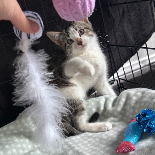 Photo of Arnie Purrzenegger 💪 