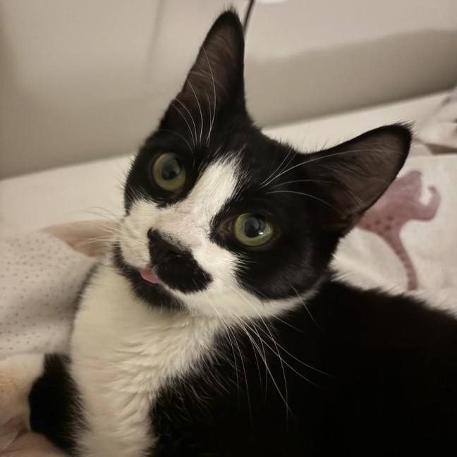 Photo of Arlo