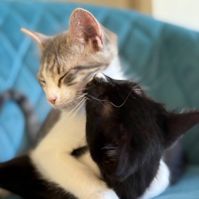 Photo of Daisy Mae & Frankie ^Dandy Cat Rescue^