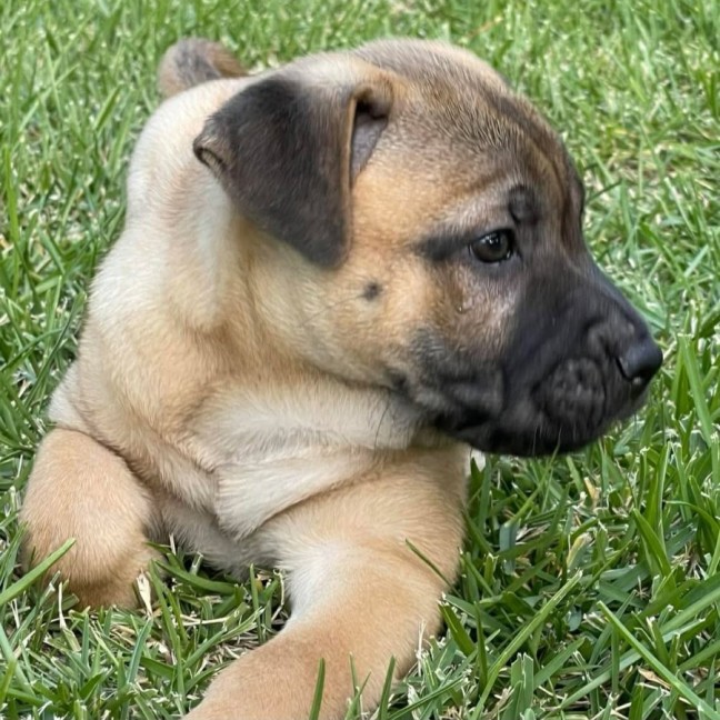 Photo of Chai