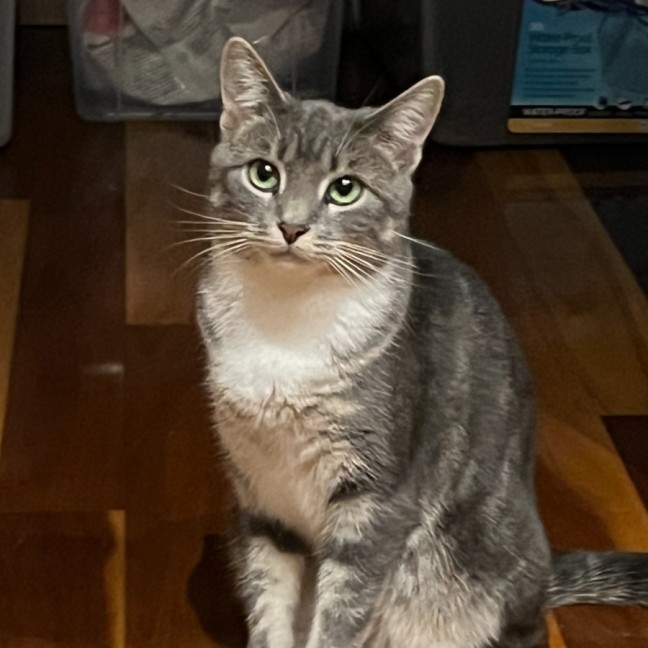 Photo of Della **2nd Chance Cat Rescue**