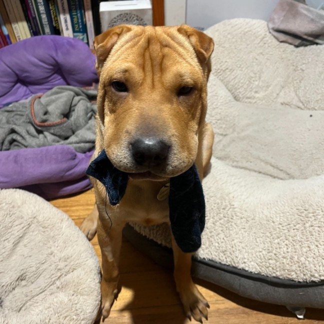 Photo of Sticky Date