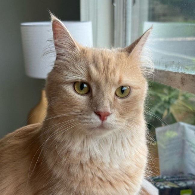 Photo of Lily