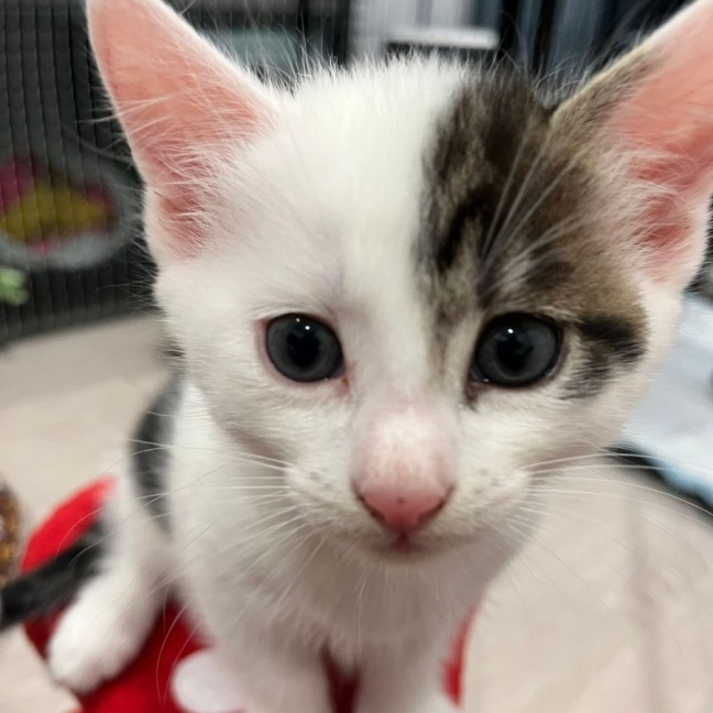 Photo of Marshmallow