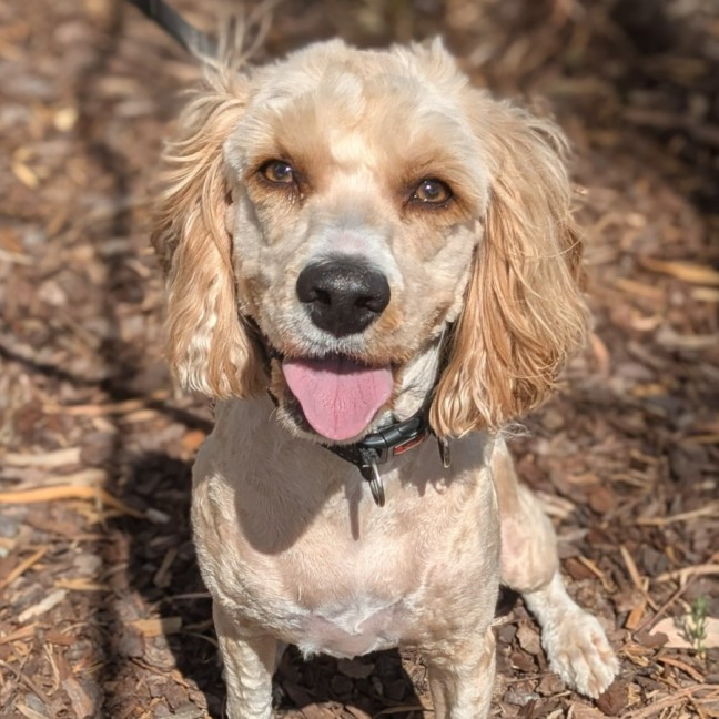 Photo of 🐝 Charlie 6852 🐝