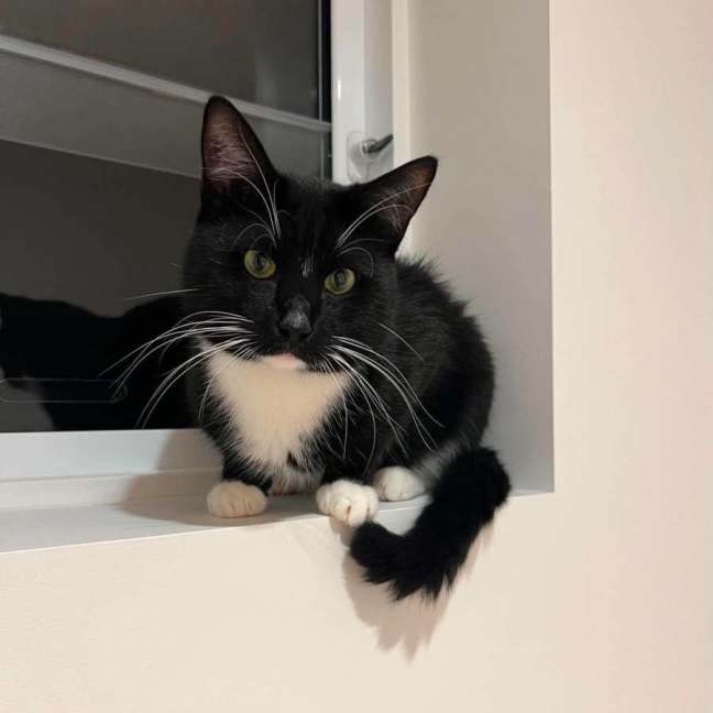 Photo of Oreo