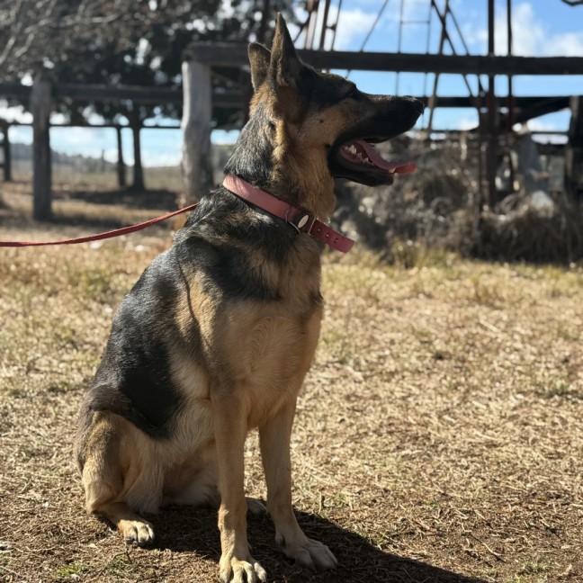 Photo of Trixie