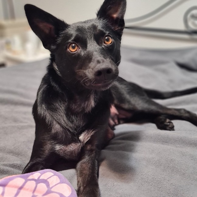 Photo of Gypsy