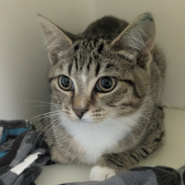 Photo of 🦎 Stiltskin 6873 🦎