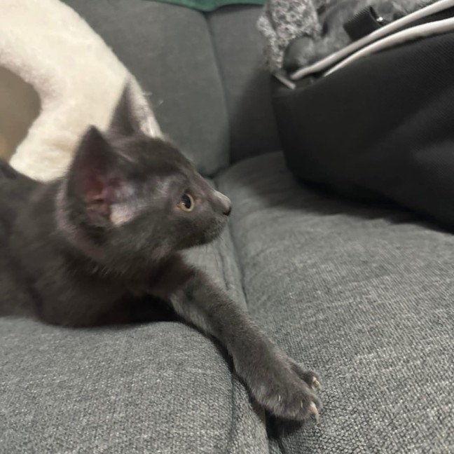 Photo of Snap Dragon