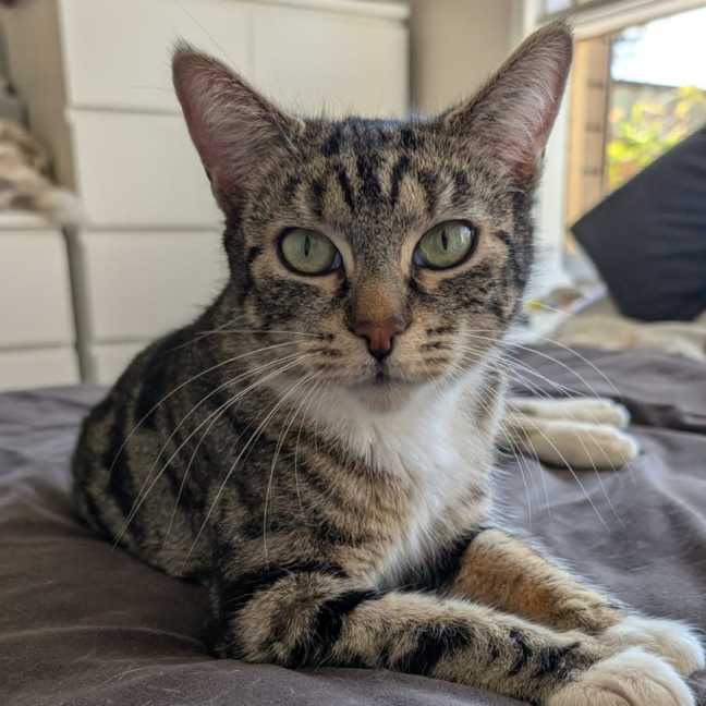 Photo of Tina ^^Dandy Cat Rescue^^
