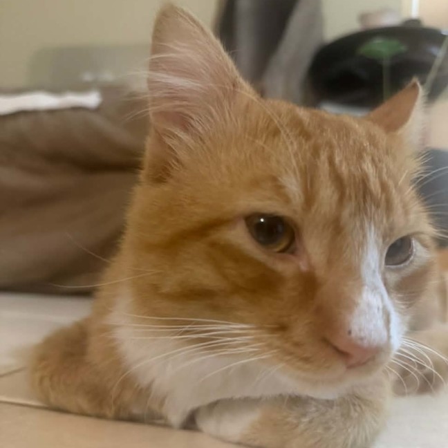 Photo of Foxy ** 2nd Chance Cat Rescue**