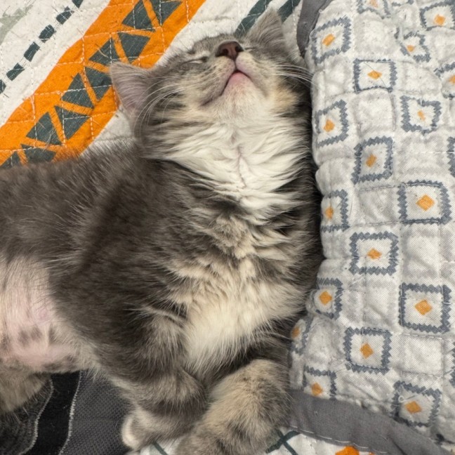 Photo of Meredith Grey