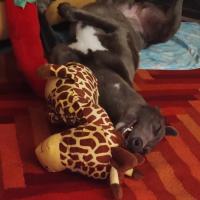 Photo of Meeka, The Loveable Young Rescue Greyhound