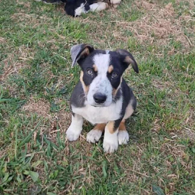 Photo of Bandit