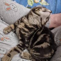 Photo of Goose