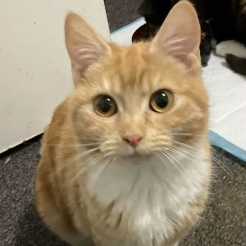 Delphine - Domestic Short Hair (DSH) Cat