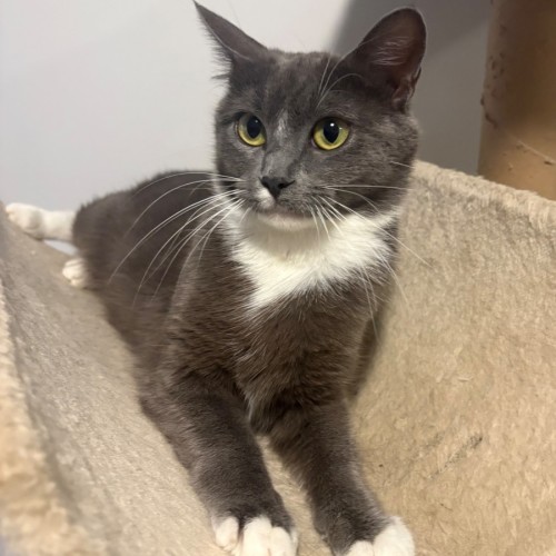 Arkham **2nd Chance Cat Rescue** - Domestic Short Hair (DSH) Cat