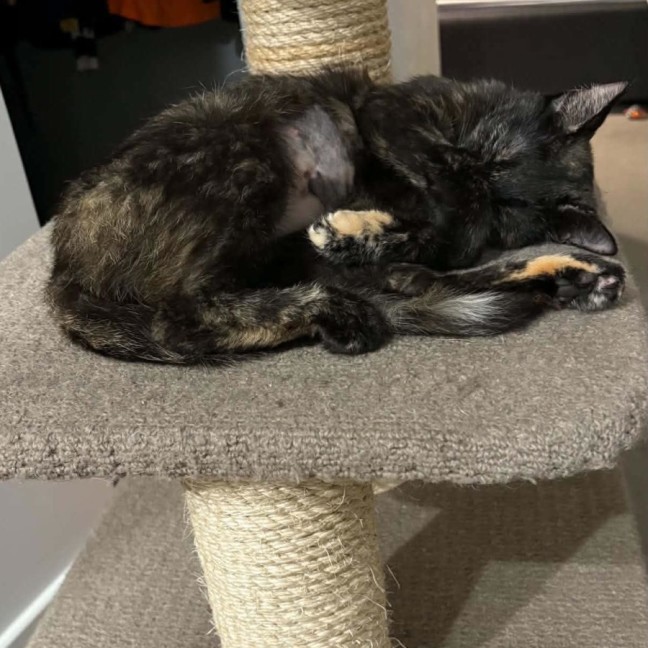 Photo of Biscuit