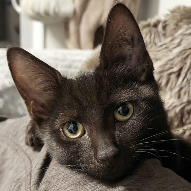 Photo of Vegemite