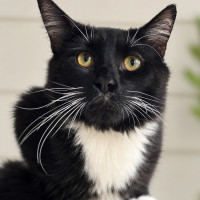 Photo of Felix