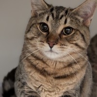 Photo of Nightshade