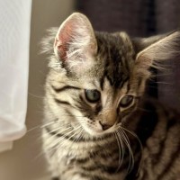 Photo of Dennis   In Foster Care In Greensborough