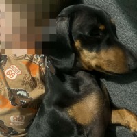 Photo of Frankie