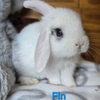 Photo of 🐰Fin & Zephyr🐰 (Located In Wantirna South)
