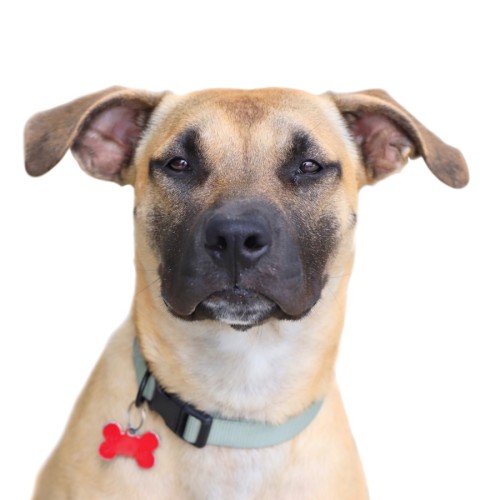 Emma - Shar Pei Dog