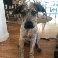 Photo of Chase
