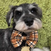 Photo of Tizzee