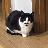 Photo of Moustache 