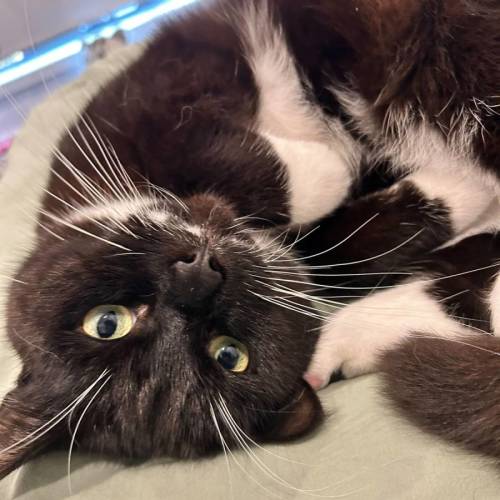 Marconi - Domestic Short Hair (DSH) Cat