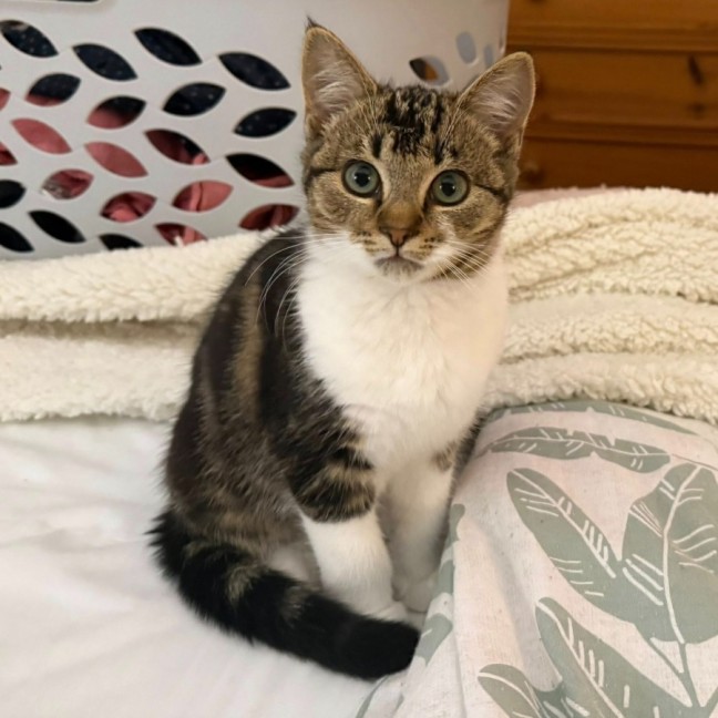 Photo of Frayeno **2nd Chance Cat Rescue**