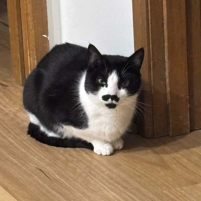 Photo of Moustache 