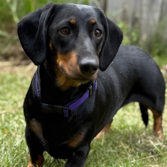 Photo of Lady
