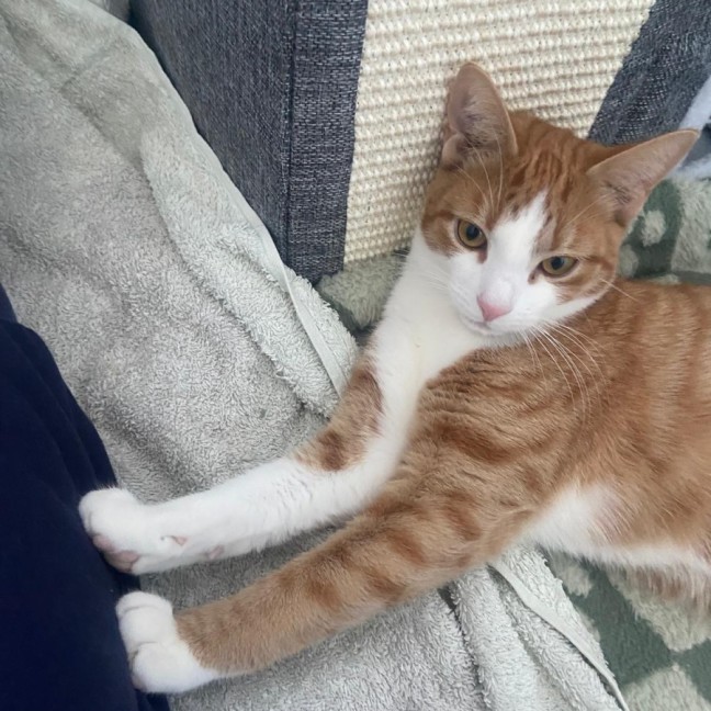Photo of Mango