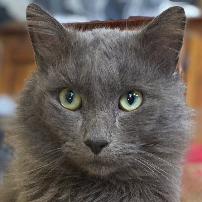 Photo of Morris 💙