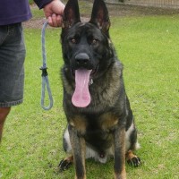 Photo of Ranger