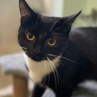 Photo of Edvin **2nd Chance Cat Rescue**
