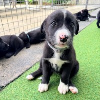 Photo of D1262 Razza